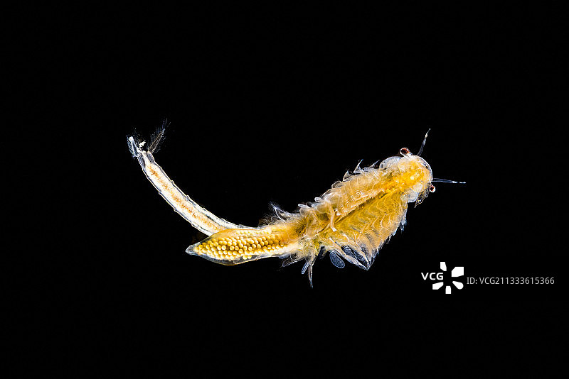 美国科罗拉多州冈尼森国家公园黑峡谷水池中的丰年虾图片素材