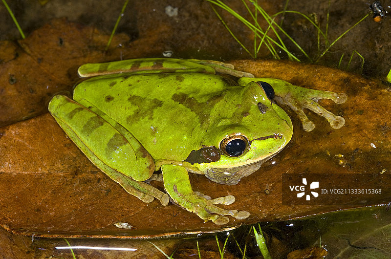格拉纳达横带树蛙，摄于巴拿马图片素材