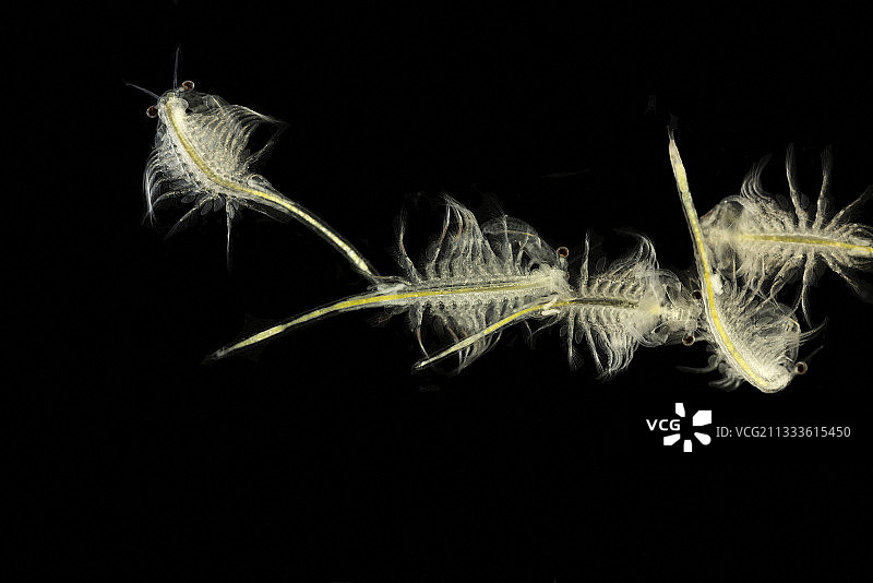 加利福尼亚州莫诺湖丰年虾图片素材