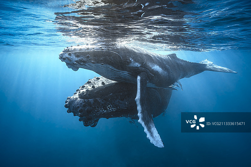 马约特岛暮光中的座头鲸和幼鲸图片素材