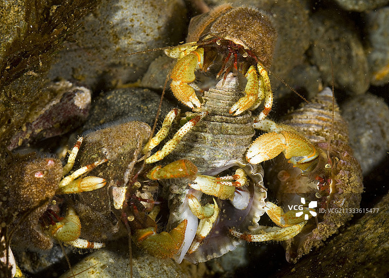绿斑寄居蟹争夺配偶图片素材