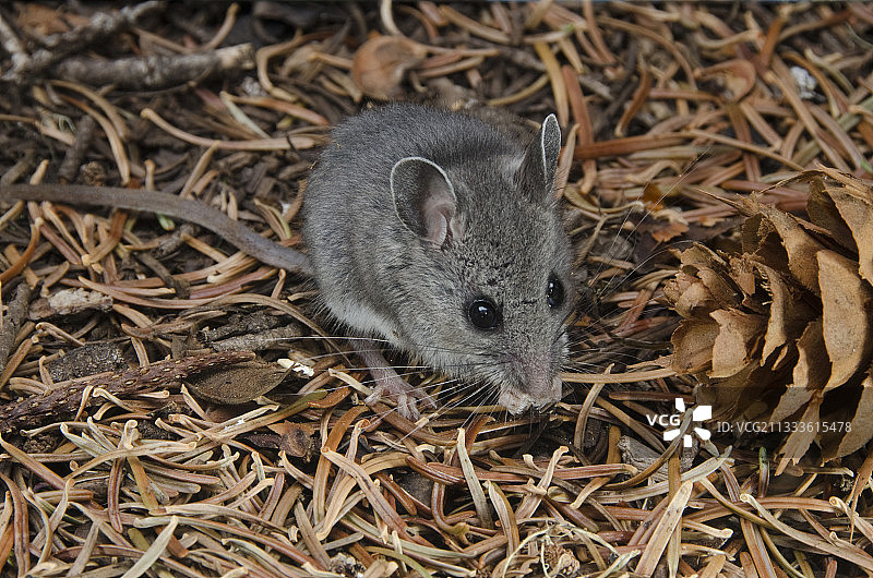 北美鹿鼠，俄勒冈州德舒特斯县图片素材