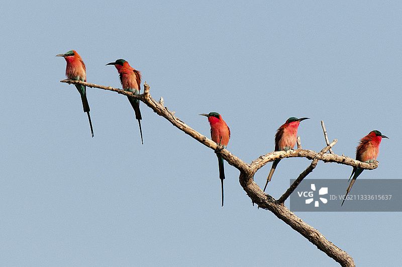 红喉姬蜂虎（Merops nubicoides），乔贝国家公园，博茨瓦纳图片素材