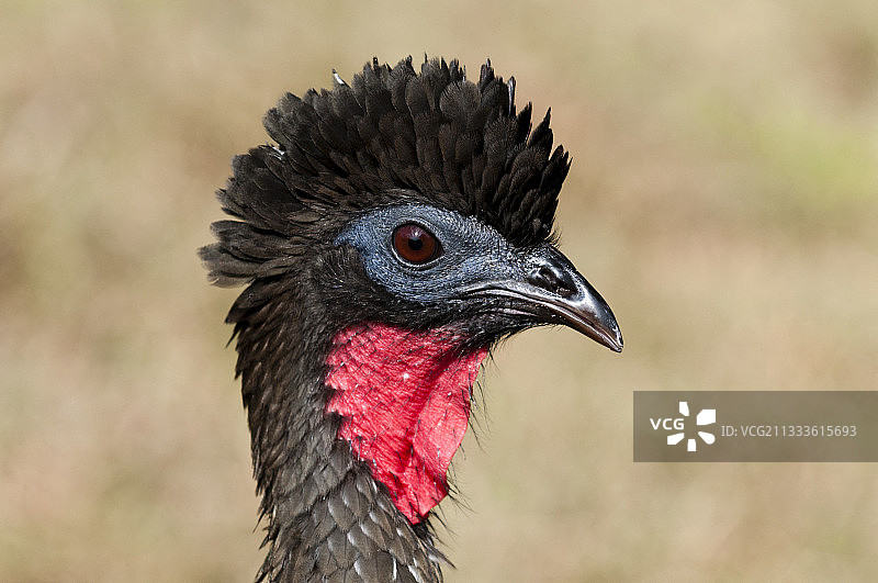 紫红冠雉，奥萨半岛，哥斯达黎加图片素材