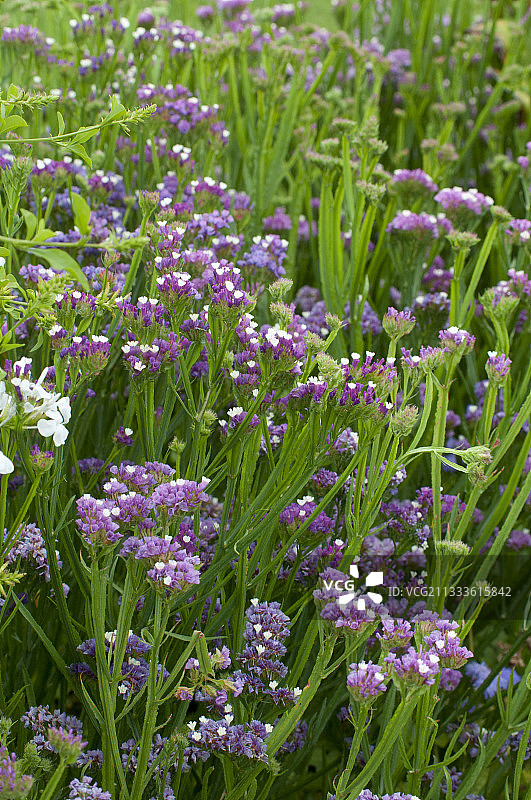 开花的波叶补血草图片素材