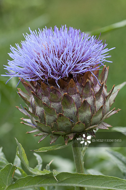 朝鲜蓟（菜蓟），花图片素材