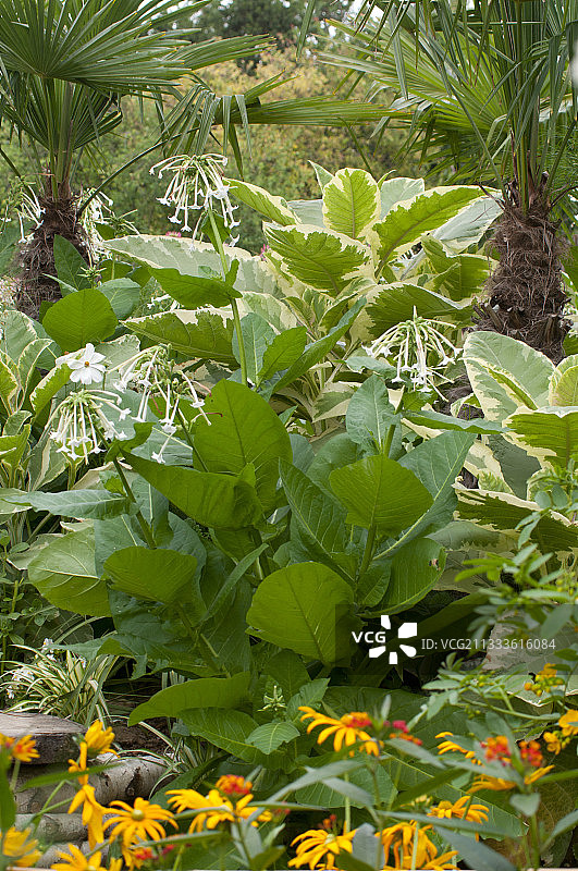 盛开的南美烟草图片素材