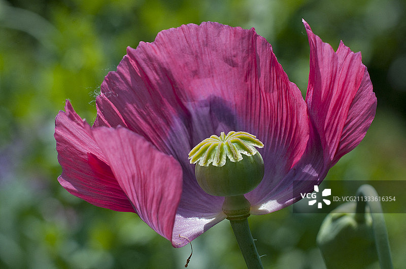 东方罂粟花图片素材