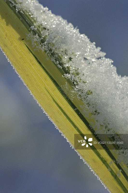 竹叶上的雪图片素材
