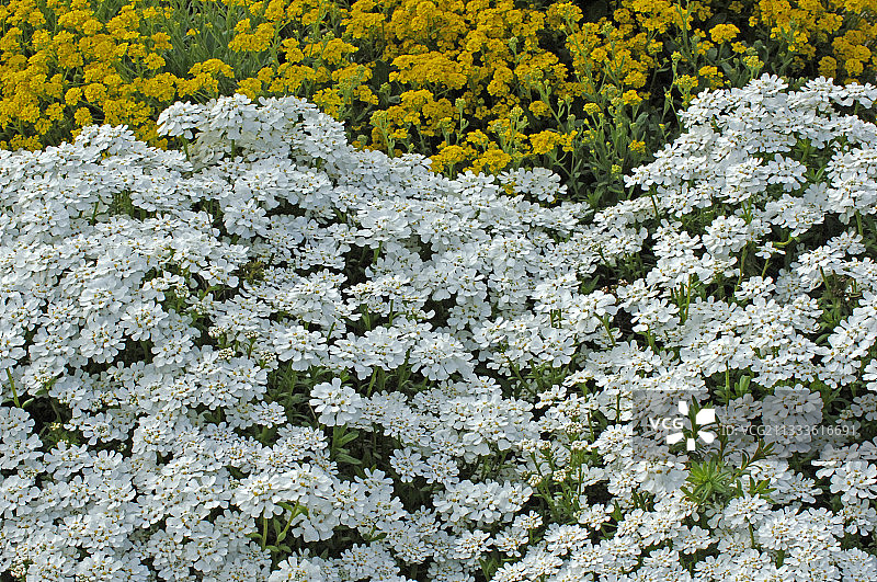盛开的屈曲花图片素材
