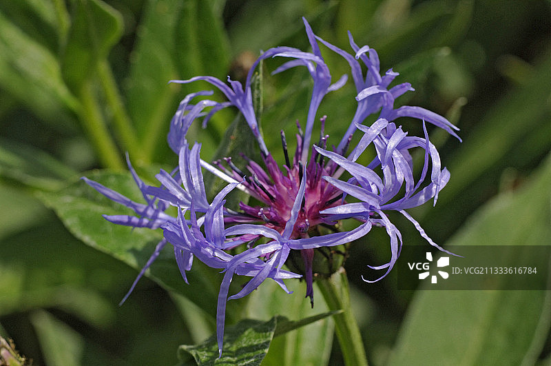 多年生矢车菊花图片素材