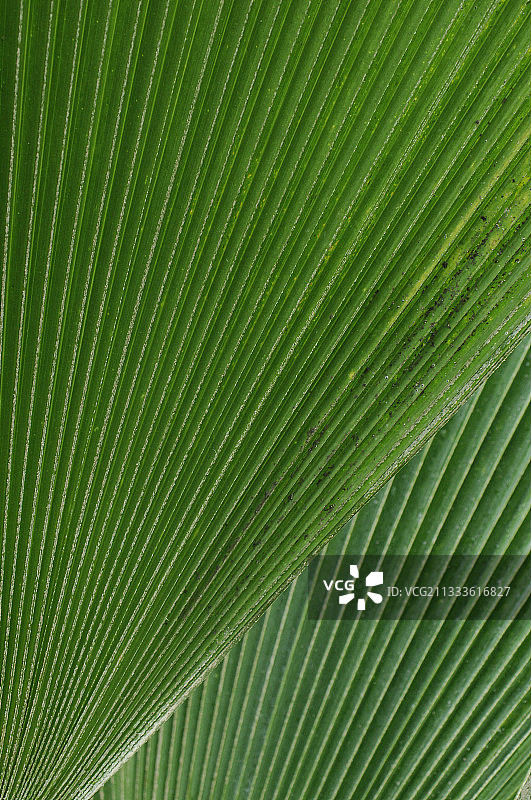 瑟斯顿棕榈特写图片素材