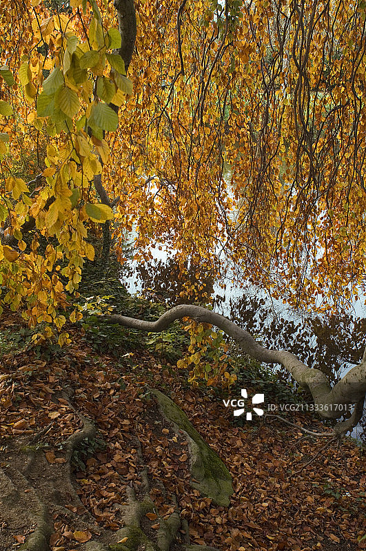 秋季的垂枝欧洲山毛榉图片素材