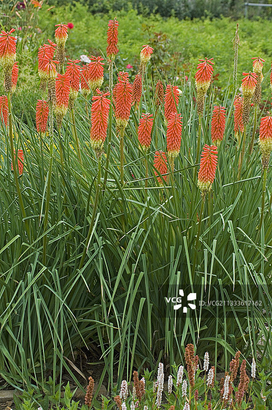 火把莲盛开图片素材