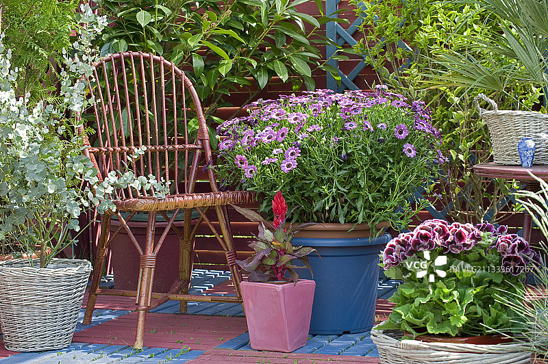 春季鲜花盛开的露台：盆栽千里光图片素材