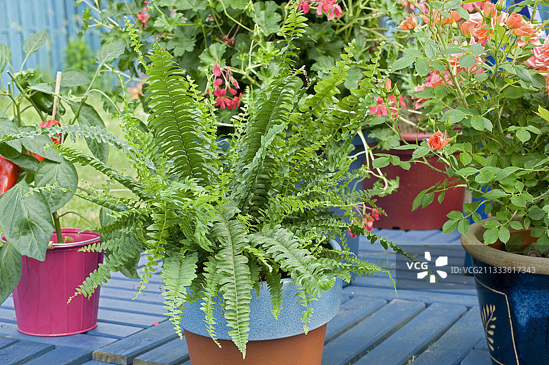 露台花盆中的波士顿蕨图片素材