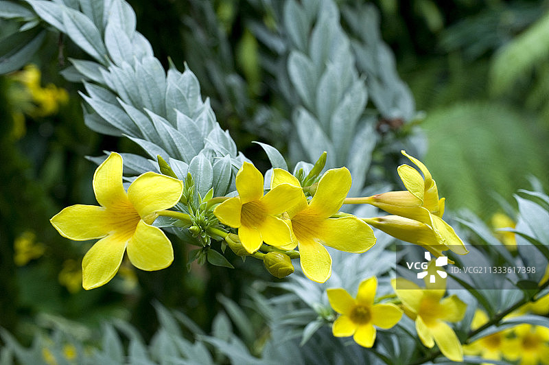 盛开的黄花夹竹桃图片素材