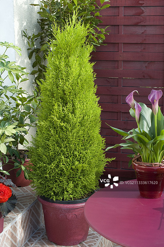 盆栽花卉阳台：金冠柏与马蹄莲图片素材