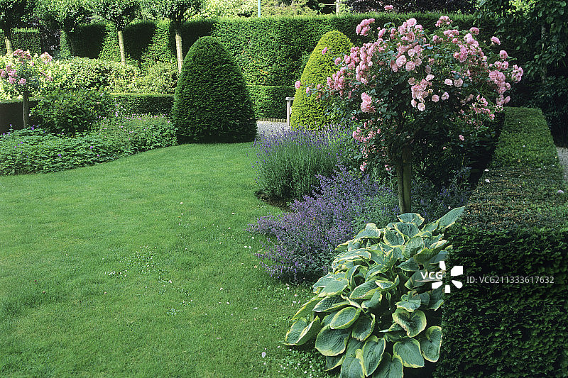 夏季的草坪、玉簪、活血丹、玫瑰、薰衣草和红豆杉图片素材