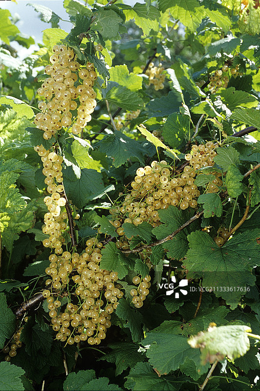 红醋栗图片素材