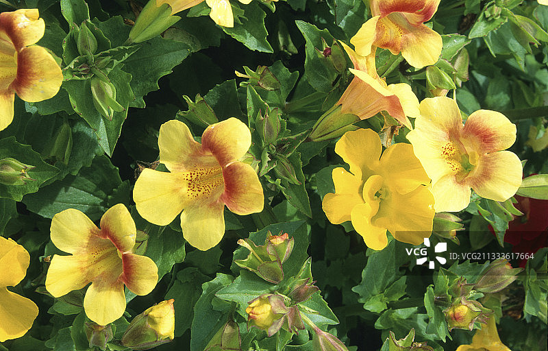 猴麝香(沟酸浆)“魔法混合”图片素材