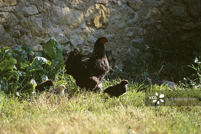 花园里的母鸡和小鸡图片素材