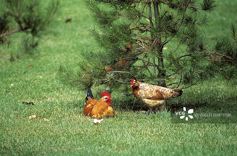 草地上的母鸡和公鸡图片素材