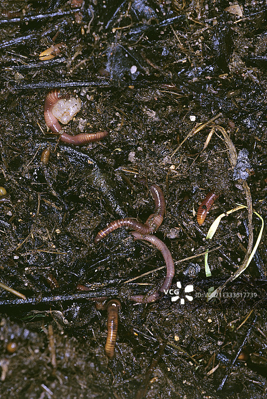 堆肥中的蠕虫图片素材