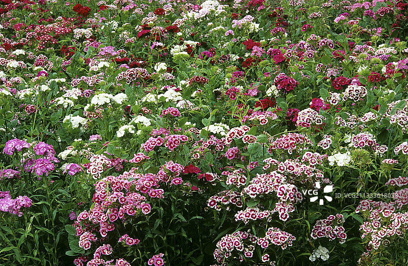 夏季混合的香石竹群图片素材