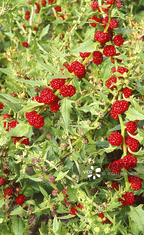 夏季的藜（藜杖藜）图片素材