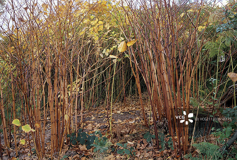 日本虎杖图片素材