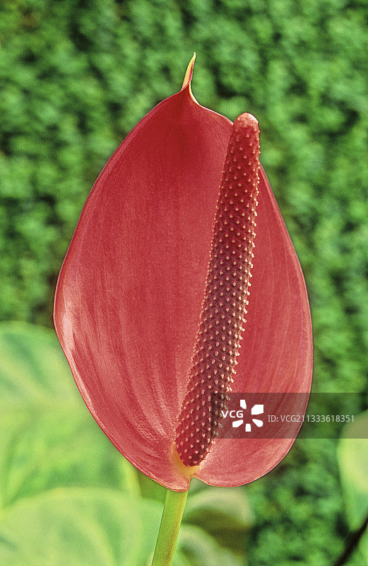 安图里姆 （安图里姆 x 费里伦合成. 安图里姆 x 宗教）图片素材