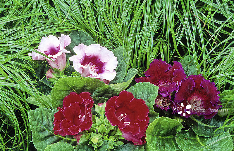 盛开的堇兰杂交种图片素材