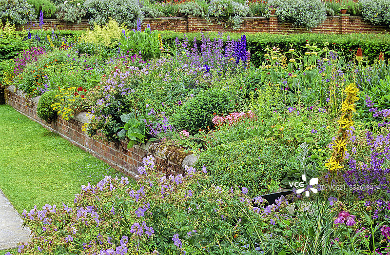 英格兰花园中盛开的多年生植物图片素材