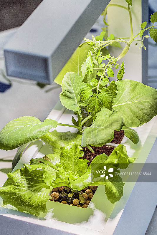 人造光下室内水培蔬菜图片素材