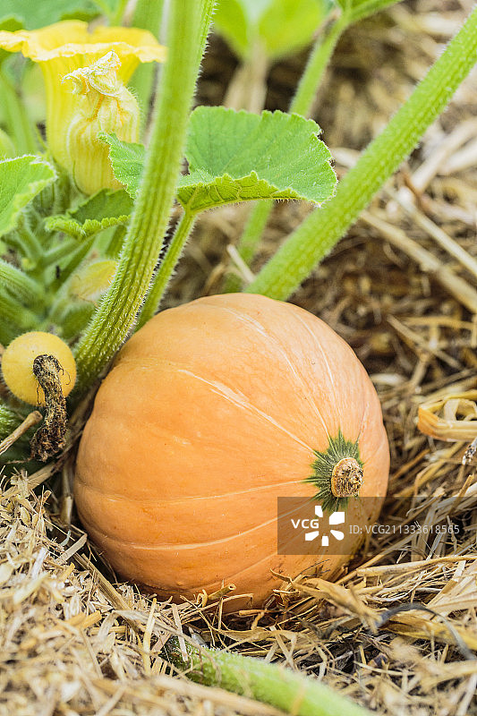 适合小型花园的金块南瓜品种图片素材