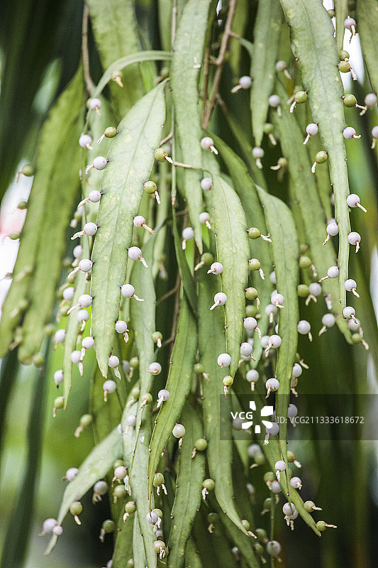 槲寄生仙人掌（Rhipsalis houlletiana），室内附生仙人掌图片素材