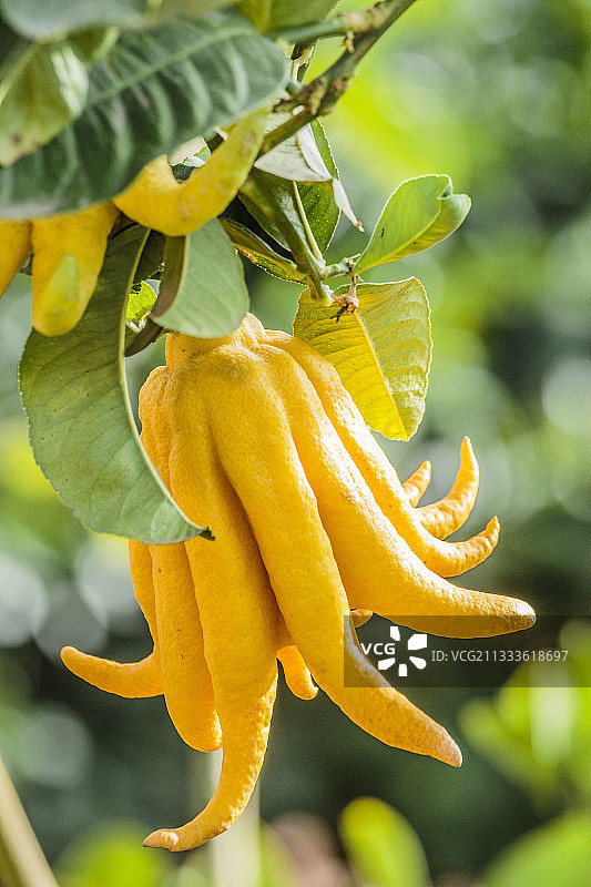 佛手柑果实图片素材