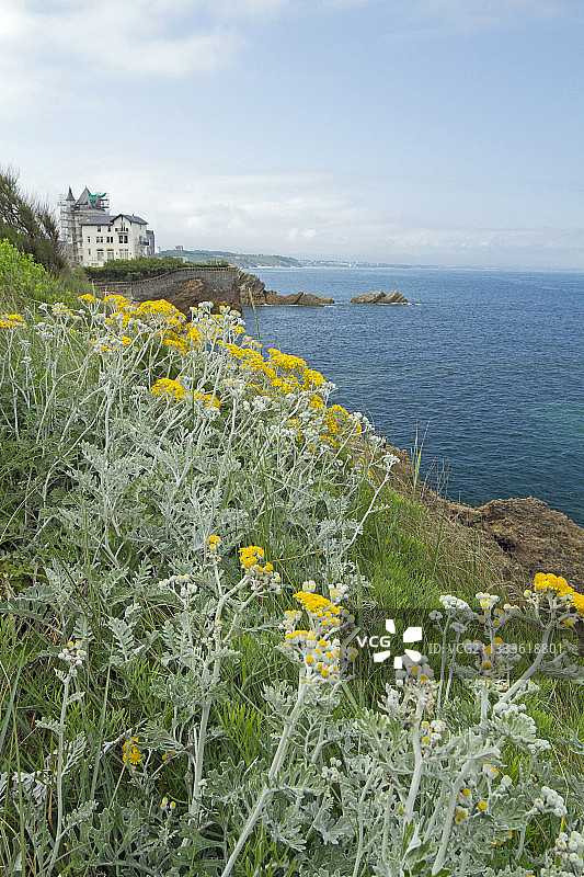 法国比利牛斯-大西洋省比亚里茨的银叶菊图片素材