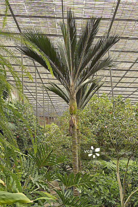 葡萄牙里斯本冷室花园的尼考棕榈图片素材