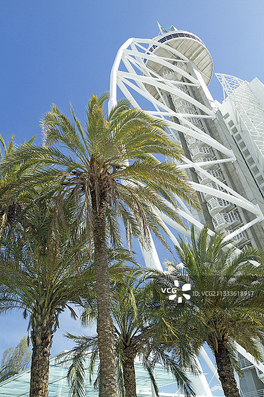 海枣树，万国公园，达伽马塔，里斯本，葡萄牙图片素材