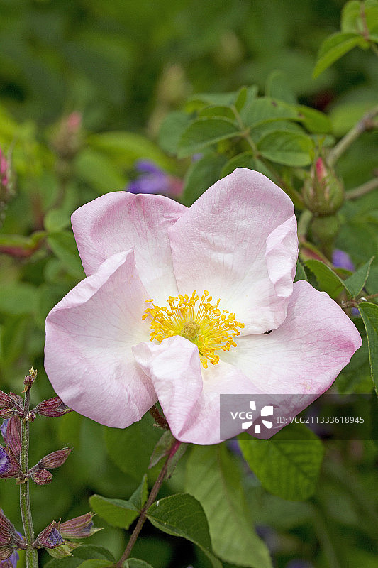野蔷薇图片素材