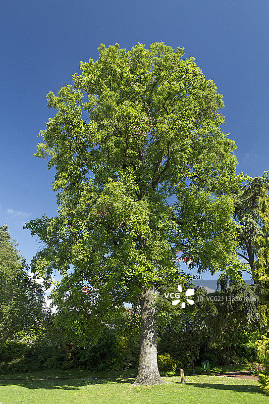 鹅掌楸，Lecoq植物园，克莱蒙费朗，多姆山省，法国图片素材