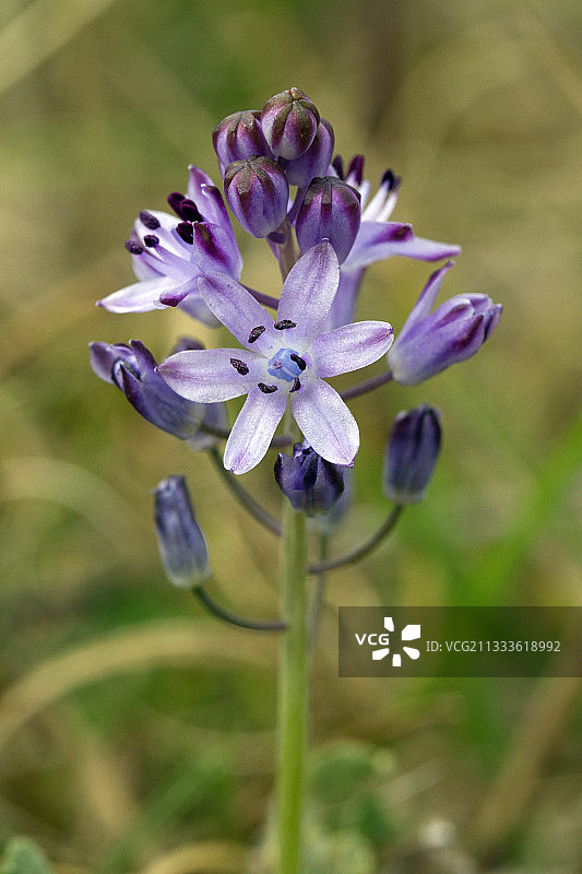 秋水仙花图片素材