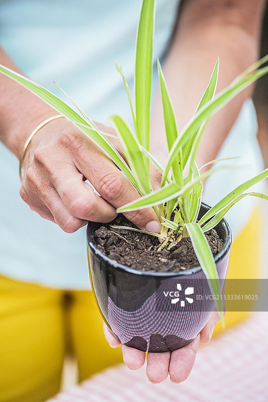 通过扦插繁殖吊兰图片素材