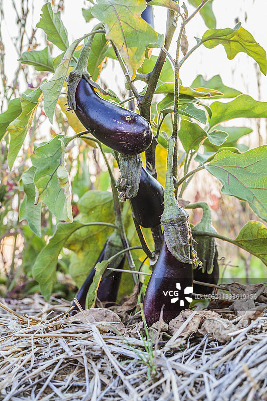 覆盖地膜土壤上生长的“紫罗兰·德·图卢兹”茄子图片素材