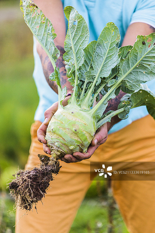 男人收获大头菜图片素材