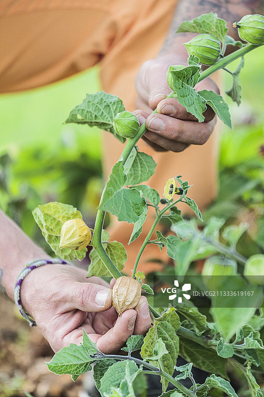 秘鲁灯笼果的收获图片素材