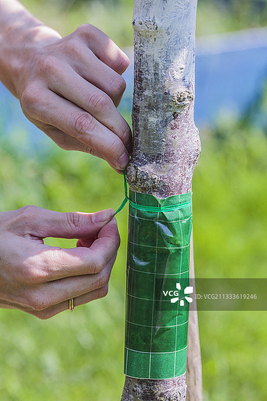 在树干上贴粘性带：蚂蚁在树枝上饲养的蚜虫会粘在上面图片素材