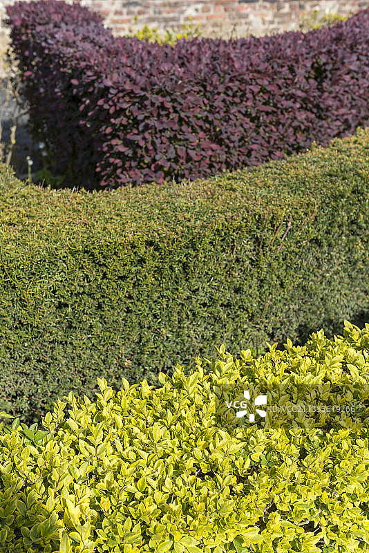 由小檗、金叶女贞和红豆杉组成的春季三重树篱，法国加来海峡图片素材